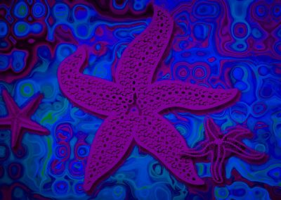 abstract starfish