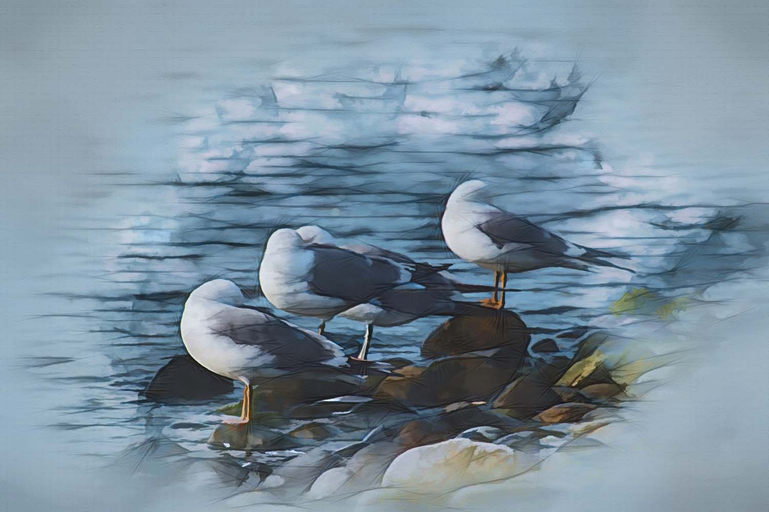 abstract preening seagulls at water's edge
