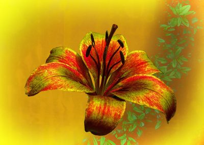 digitally enhanced lily